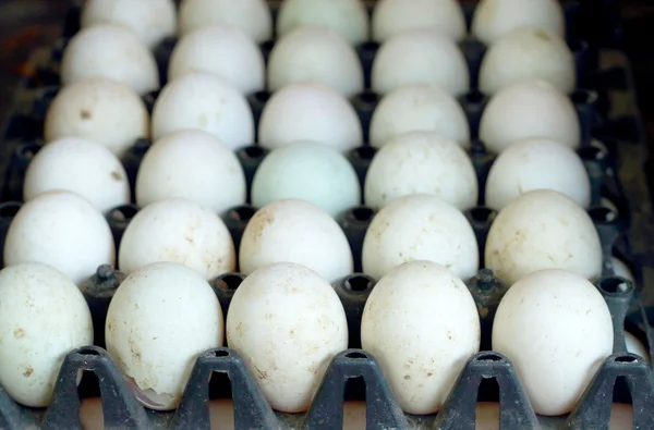 Witte eend ei in de farm — Stockfoto