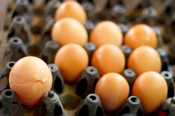 Καφέ αυγό στο αγρόκτημα — Φωτογραφία Αρχείου