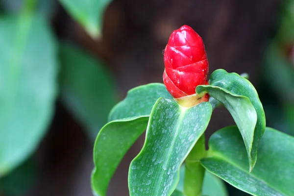 Flores rojas en el jardín —  Fotos de Stock