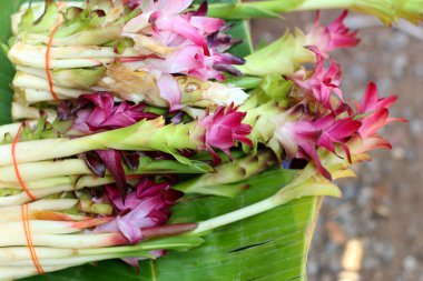 Siam Lale çiçek pazarında
