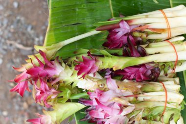 Siam Lale çiçek pazarında