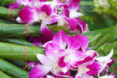 pembe orkide, birlikte pazarda bağlı.