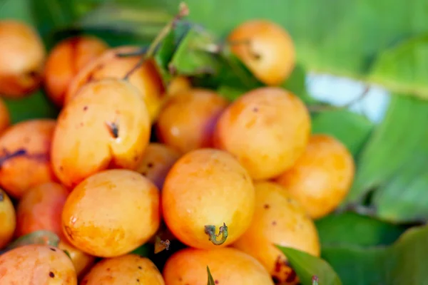Ciruela mariana - fruta asiática — Foto de Stock