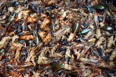 Kızarmış böcek yakın çekim