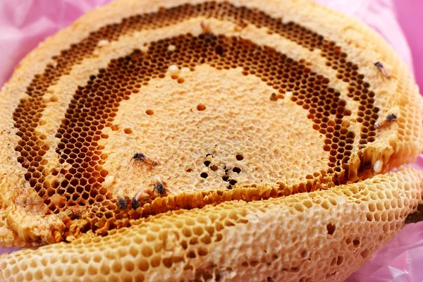 Honungskaka på grenen. — Stockfoto