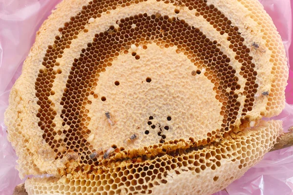Peine de abeja en la rama . —  Fotos de Stock
