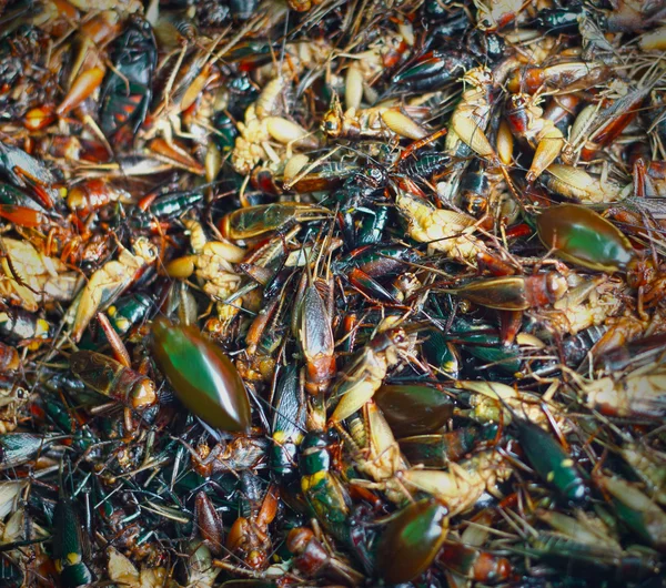 Nahaufnahme gebratener Insekten — Stockfoto