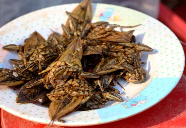 Perto de inseto frito — Fotografia de Stock