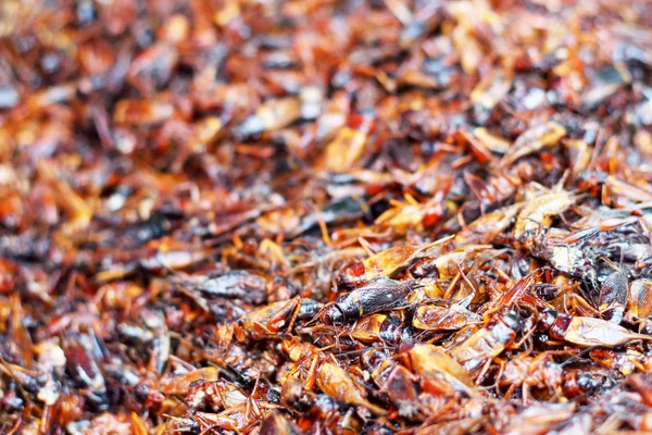 Nahaufnahme gebratener Insekten — Stockfoto