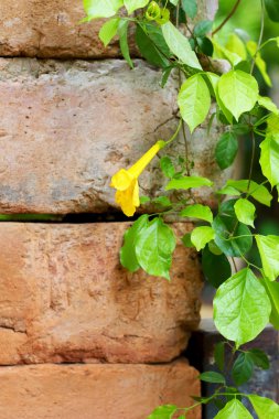 Duvarda yeşil sarmaşık yaprakları