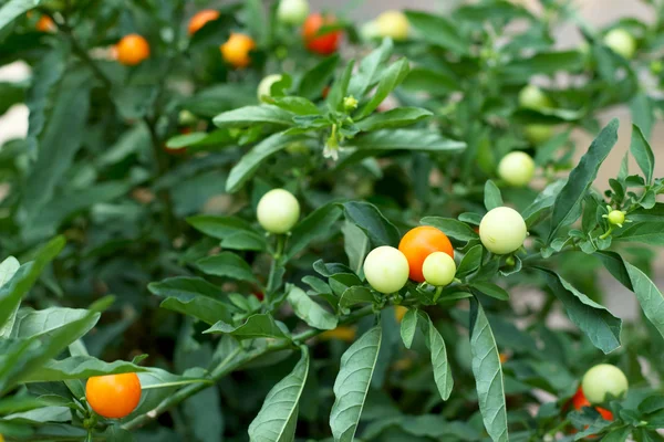 Czerwone i zielone chili w ogrodzie — Zdjęcie stockowe