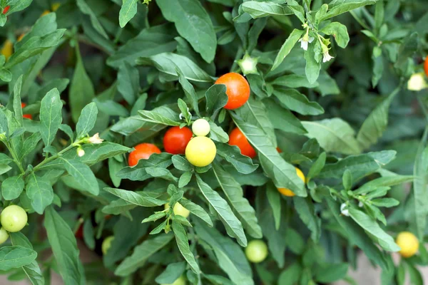 Rotes und grünes Chili im Garten — Stockfoto
