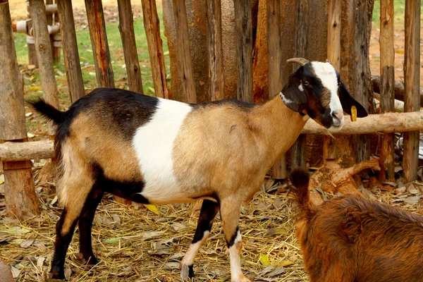 Gros plan chèvre à la ferme — Photo