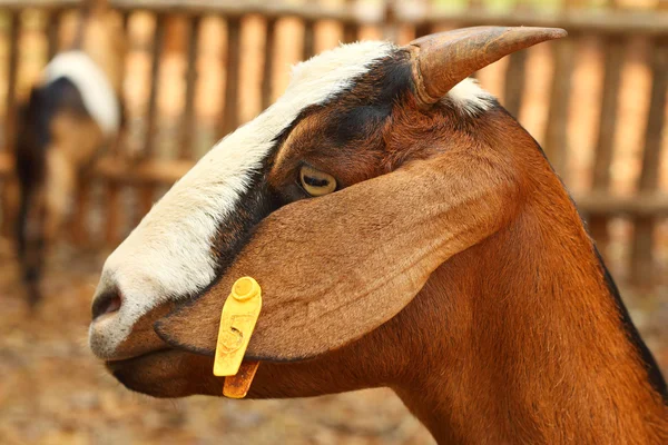 Крупный план козел на ферме — стоковое фото