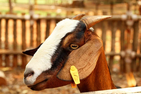 Крупный план козел на ферме — стоковое фото