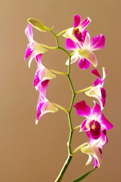 Orchid vit rosa blommor — Stockfoto