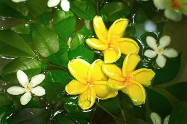 Flor de frangipani blanco en agua — Foto de Stock