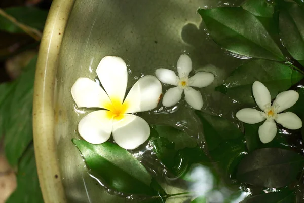 Flor de frangipani blanco en agua — Foto de Stock