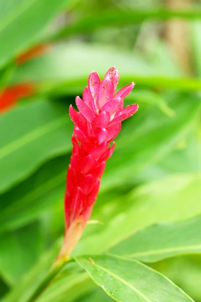 Galangal červené květiny. — Stock fotografie