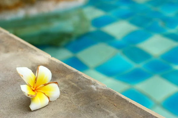 Flor frangipani branca na piscina . — Fotografia de Stock
