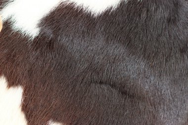white and black background cow fur. clipart