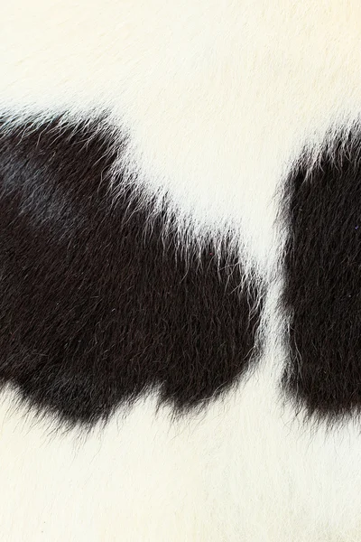 Fond blanc et noir fourrure de vache . — Photo
