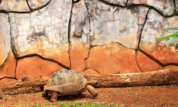 Procházení želvy v přírodě — Stock fotografie
