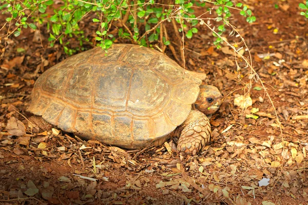 Crawling tortoise in the nature Stock Picture