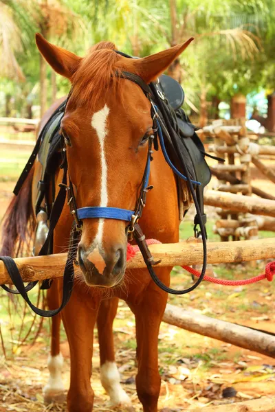 Caballos en una granja —  Fotos de Stock