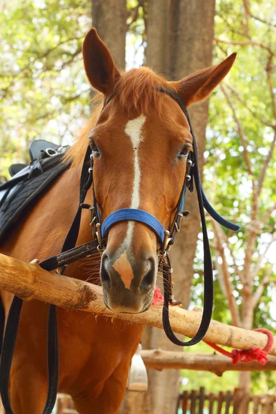 農場にいる馬は — ストック写真