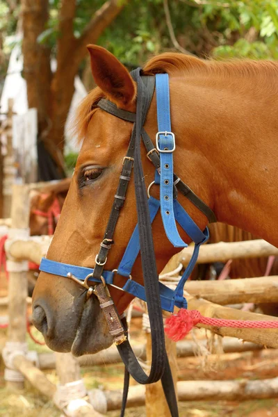 Chevaux sur une ferme — Photo