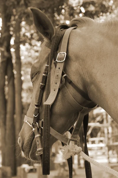 Chevaux sur une ferme — Photo