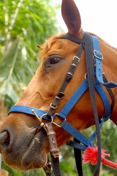 Chevaux sur une ferme — Photo