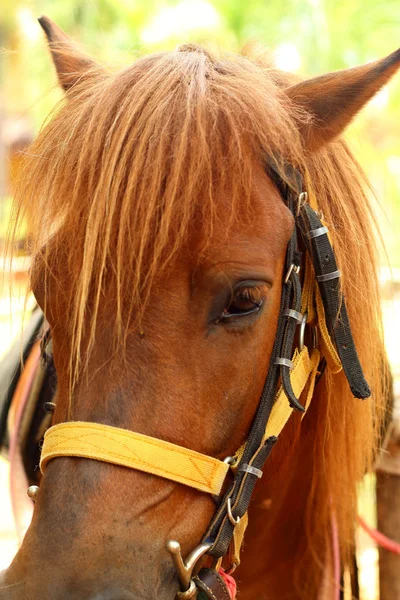 Cavalos em uma fazenda — Fotografia de Stock