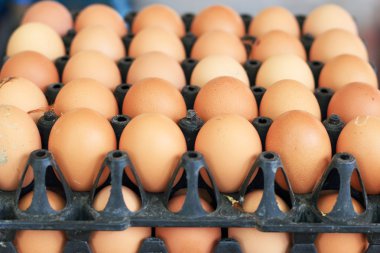 kahverengi yumurta çiftliği