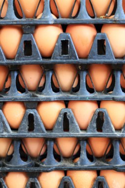 kahverengi yumurta çiftliği