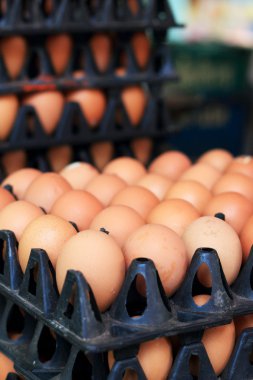 kahverengi yumurta çiftliği