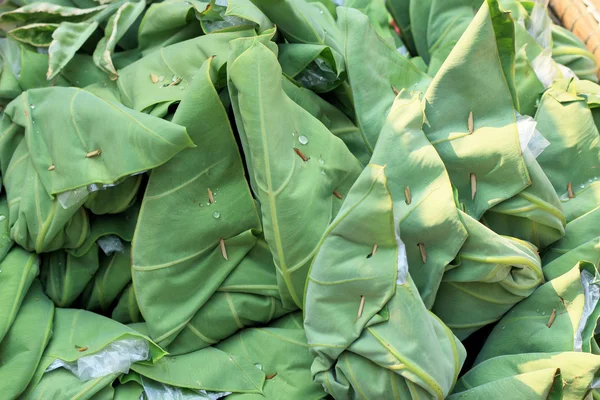 Ångkokt fisk med currypasta — Stockfoto