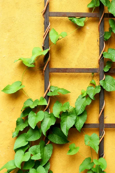Green ivy leaves on wall — Stock Photo, Image