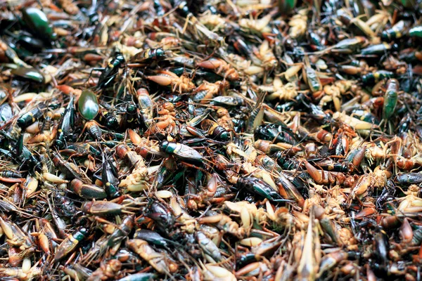 Närbild på stekt insekt — Stockfoto