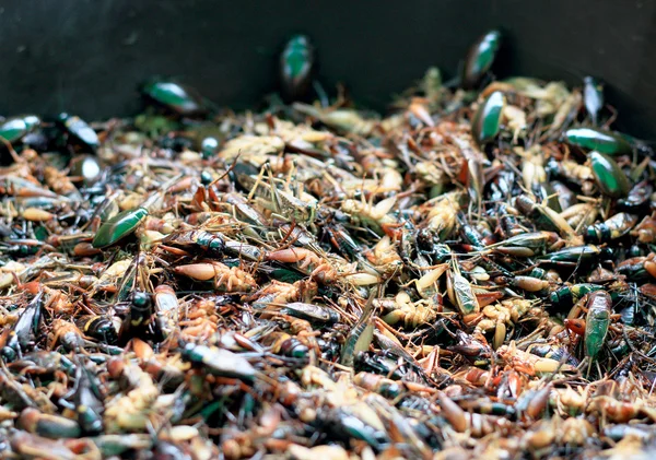 튀긴된 곤충의 클로즈업 — 스톡 사진