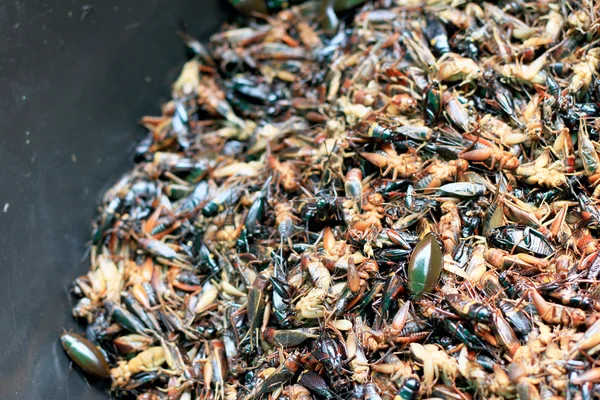Primer plano de insecto frito — Foto de Stock