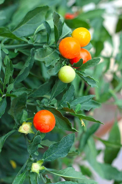 Czerwone i zielone chili w ogrodzie — Zdjęcie stockowe