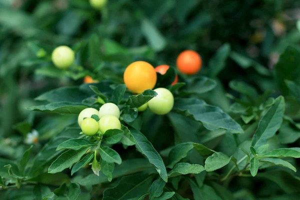 Chile rojo y verde en el jardín — Foto de Stock