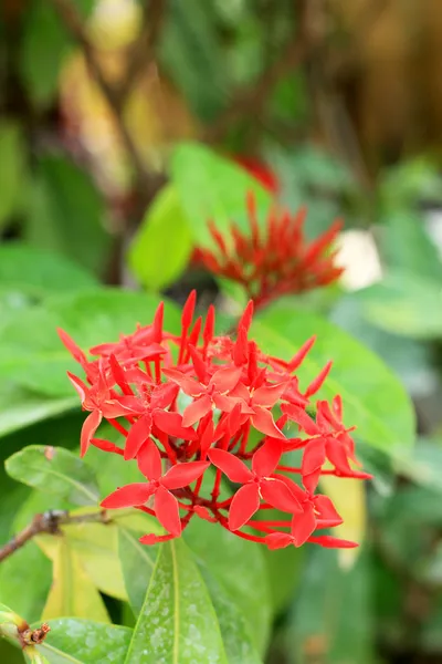 Ixora czerwony kwiat natura — Zdjęcie stockowe