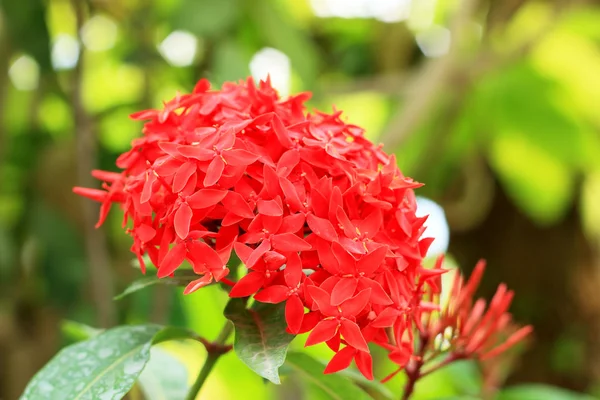 Red Ixora flower in nature — Stock Photo, Image