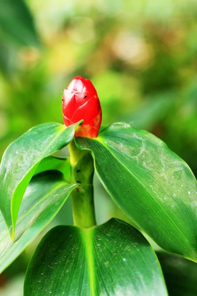 Rote Blumen im Garten — Stockfoto