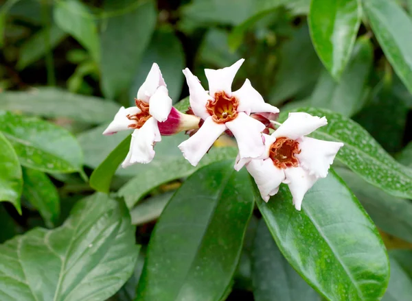 Bílá květina v zahradě — Stock fotografie