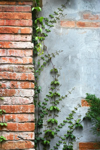 Hoja de hiedra verde en la pared —  Fotos de Stock