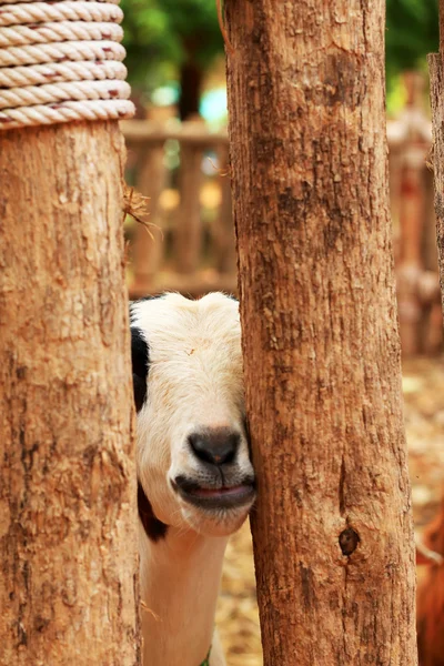 Close-up geit in de dierentuin — Stockfoto